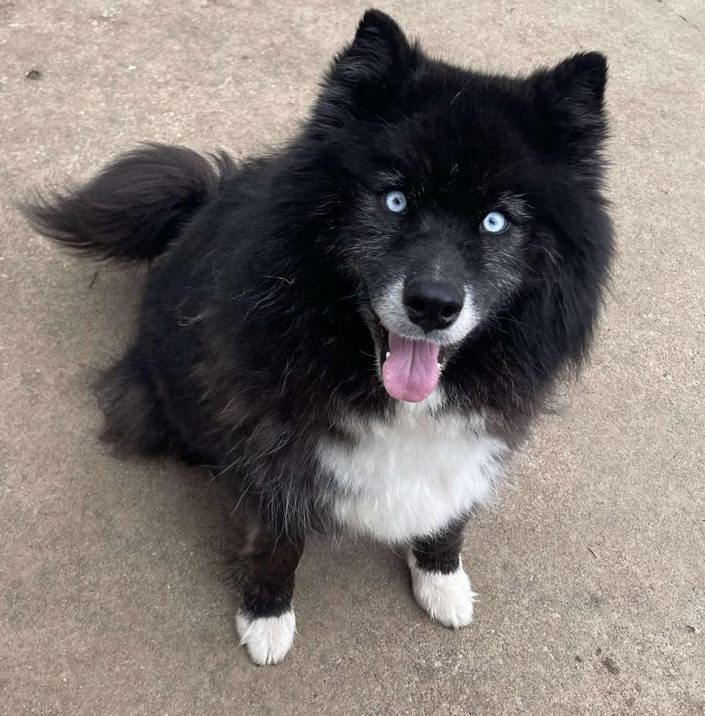 Zeldah, an adoptable Pomsky in Kiowa, OK, 74553 | Photo Image 1