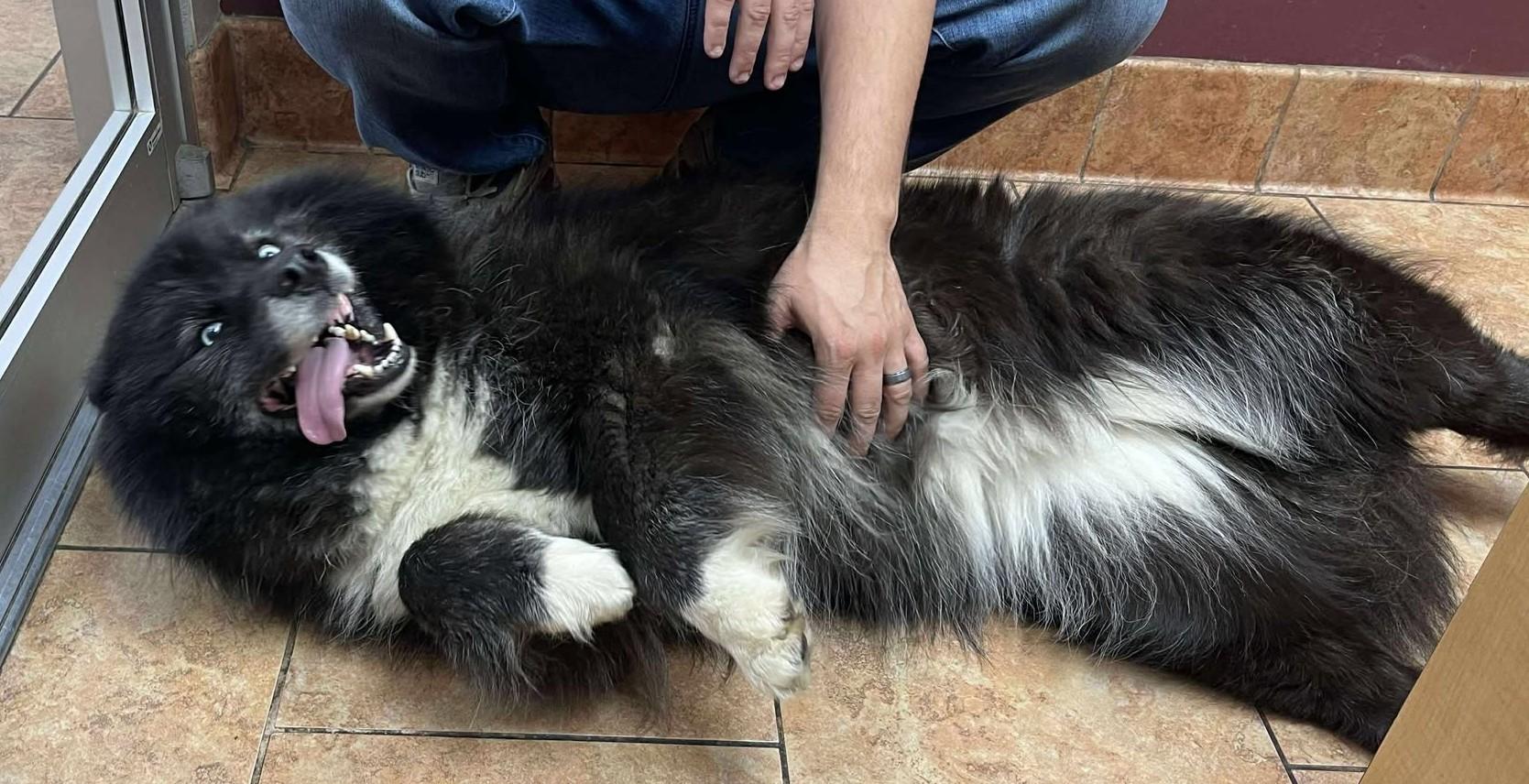 Zeldah, an adoptable Pomsky in Kiowa, OK, 74553 | Photo Image 3