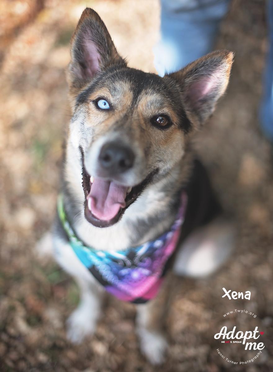 Xena, Adoptable, Young Female Husky & Australian Cattle Dog / Blue Heeler.