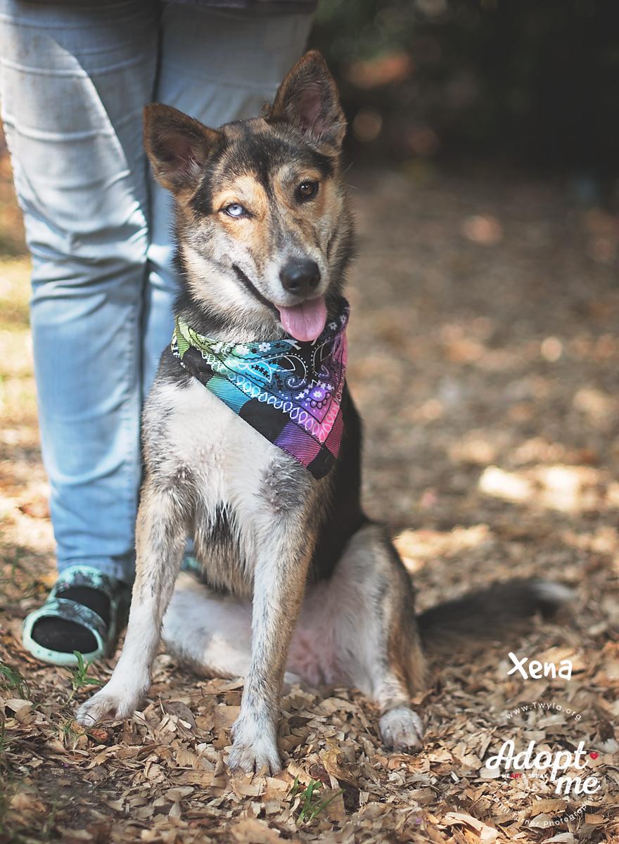 Xena, a Adoptable mixed breed in Kingwood, TX image 2/6