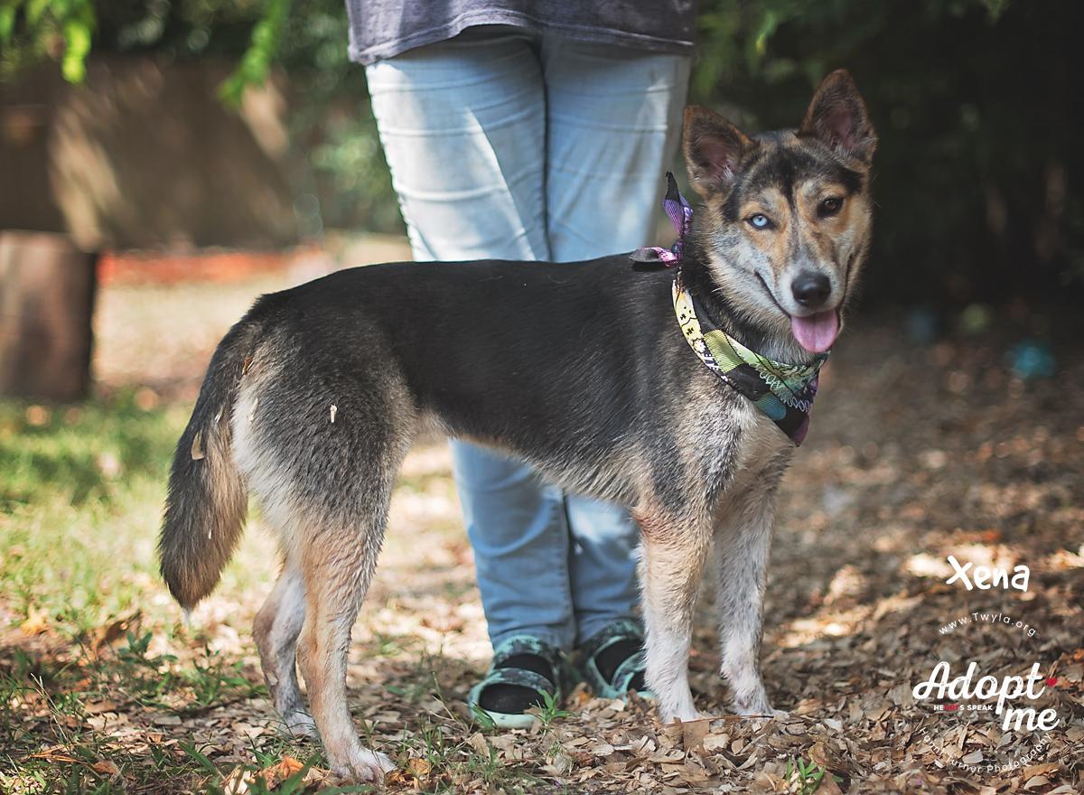 Xena, a Adoptable mixed breed in Kingwood, TX image 6/6