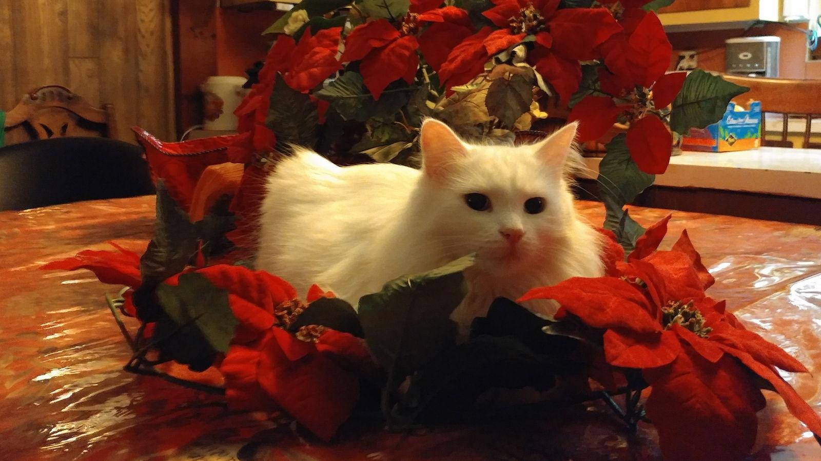 Missy, a Adoptable Domestic Long Hair in Montreal, QC image 1/2