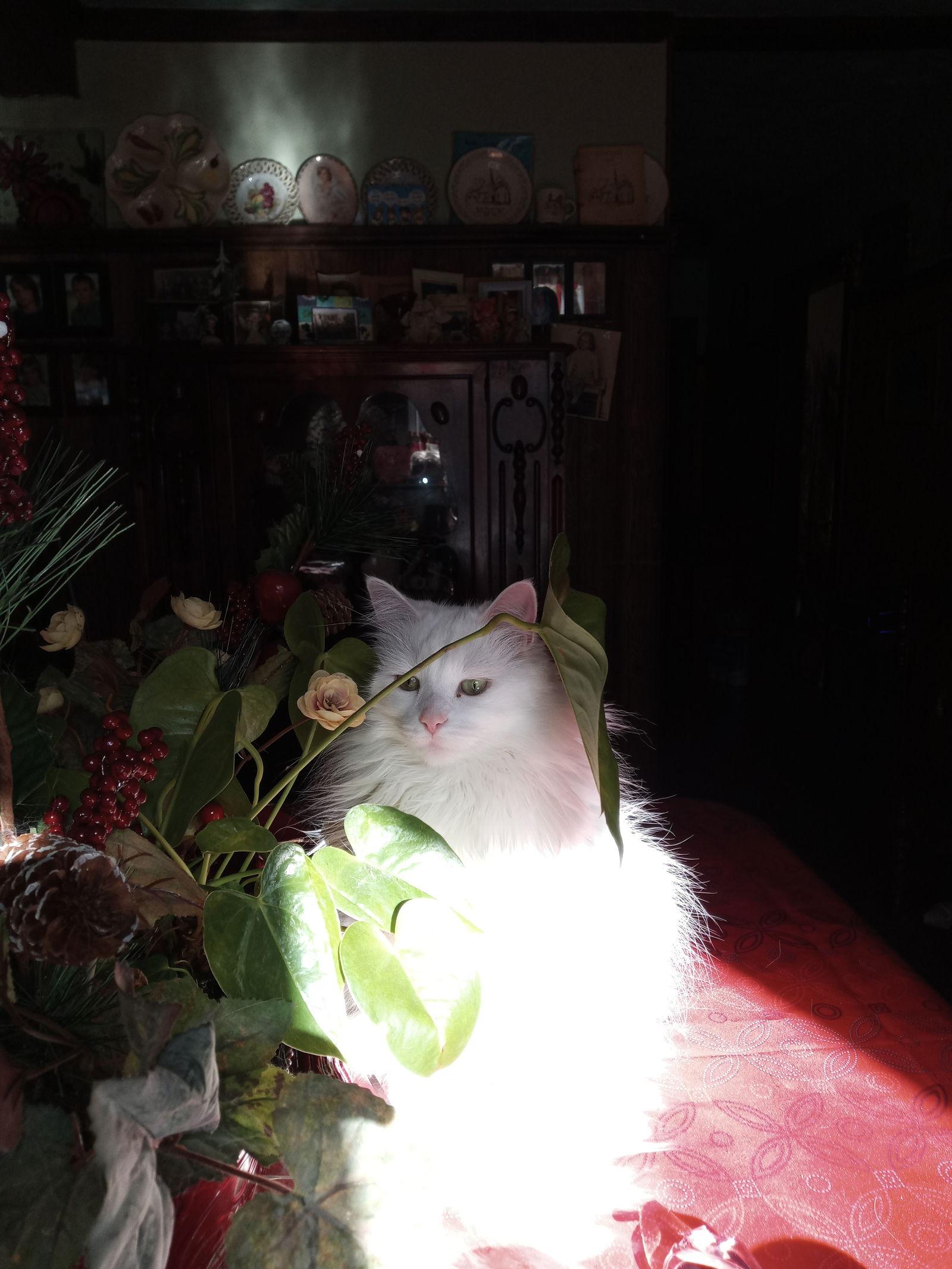 Missy, a Adoptable Domestic Long Hair in Montreal, QC image 2/2