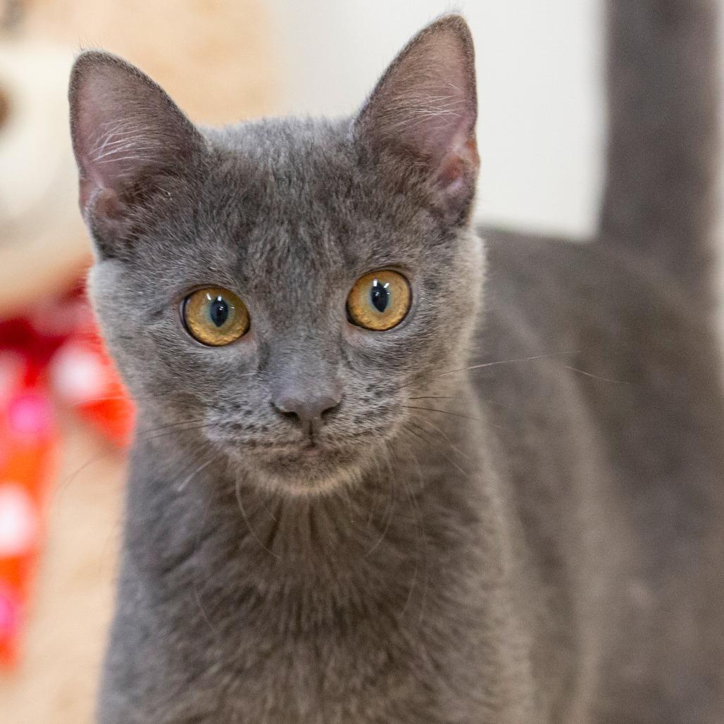 Enlarge Phantom, a Adoptable Domestic Short Hair in Cartersville, GA image 2/3