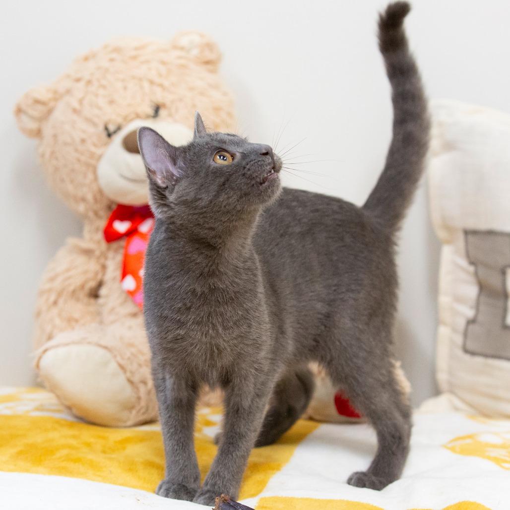 Enlarge Phantom, a Adoptable Domestic Short Hair in Cartersville, GA image 3/3