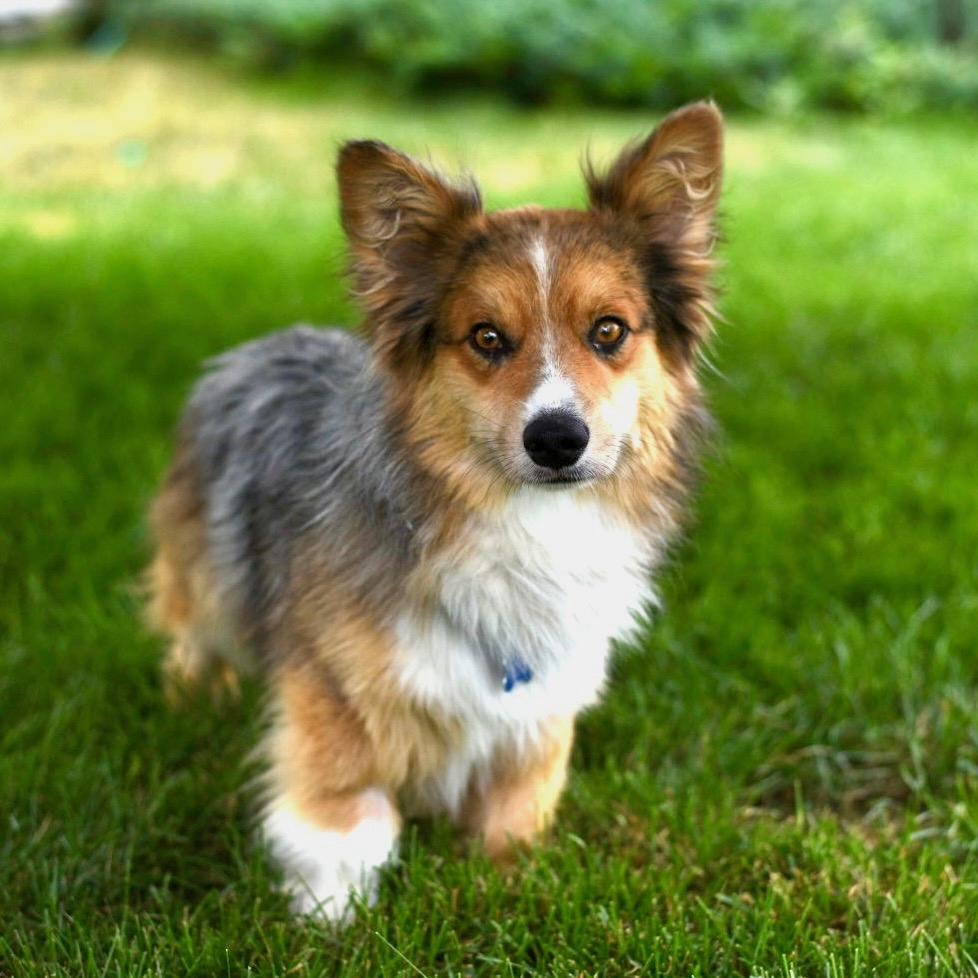 Theo, Adult Male Cardigan Welsh Corgi
