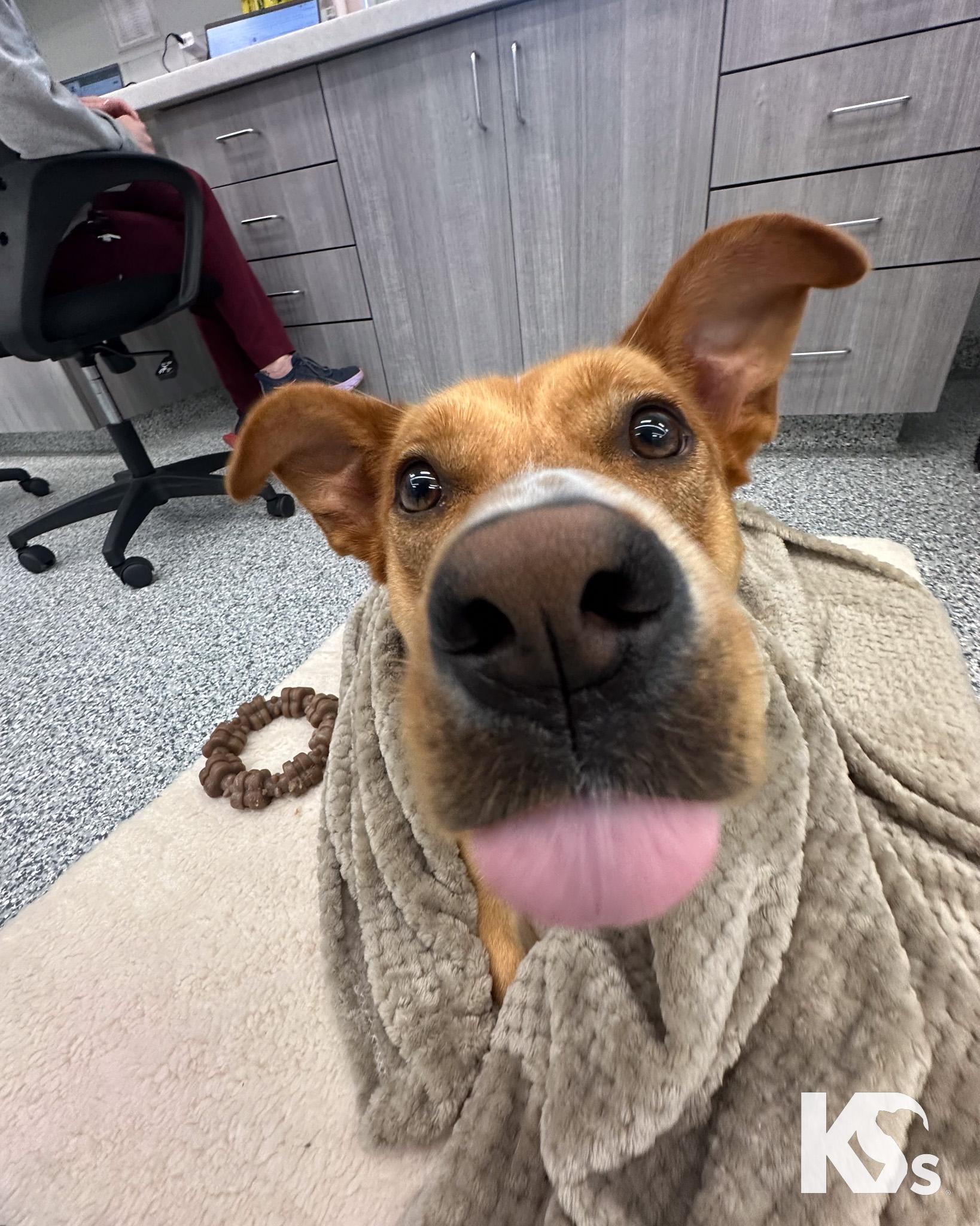 Tessie, adopted, Young Female Carolina Dog & Basenji.