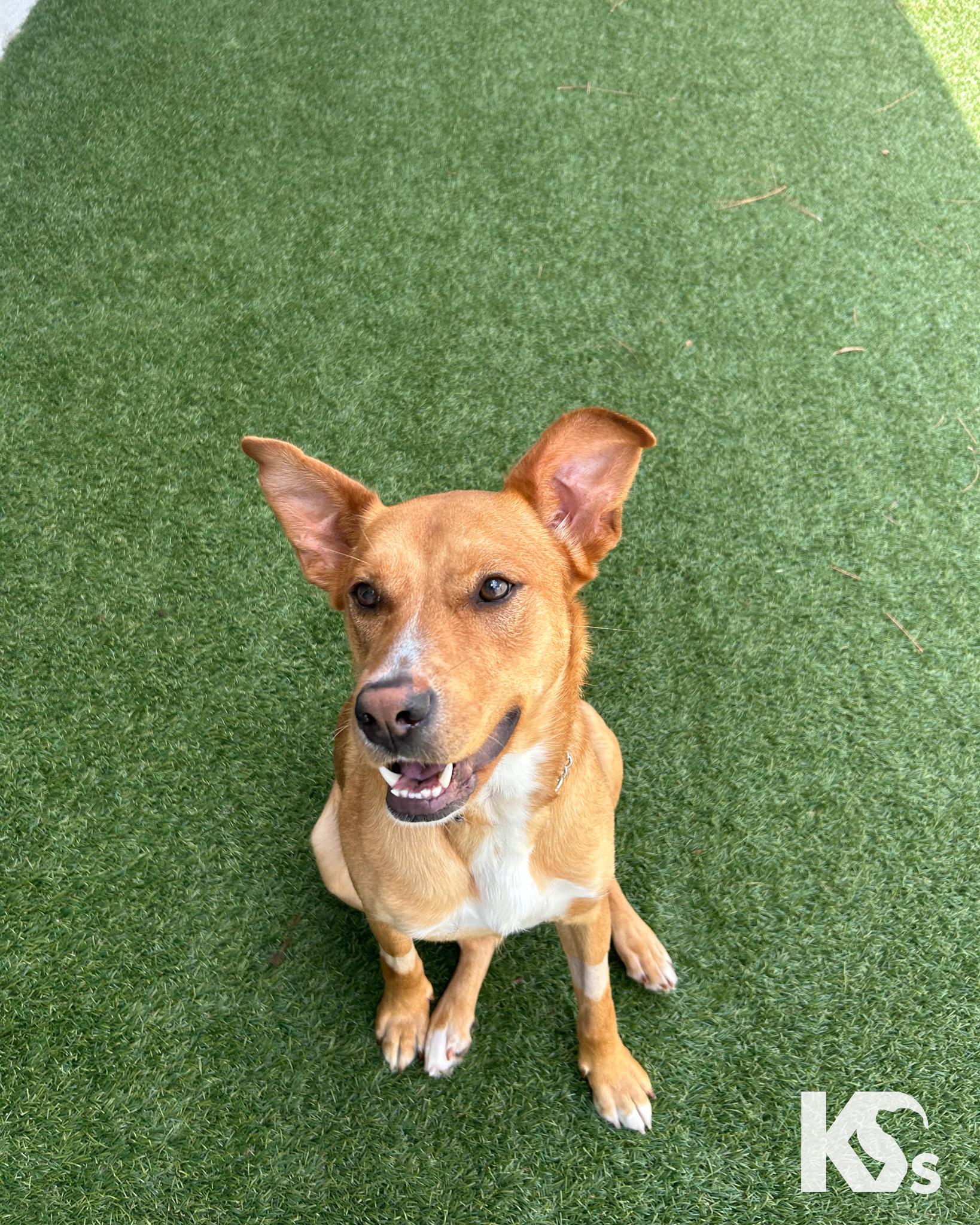 Tessie, an adopted mixed breed in Ponte Vedra, FL image 5/5