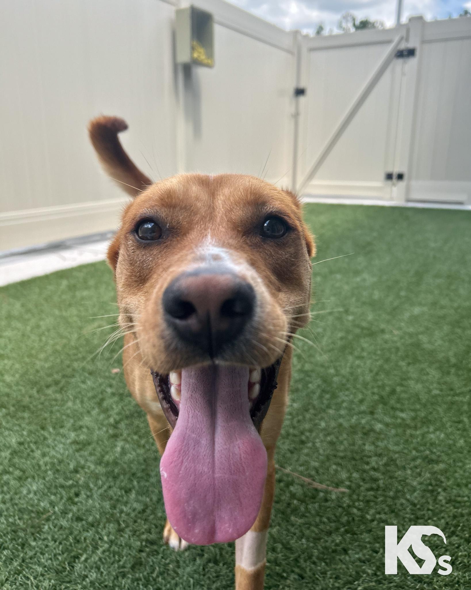 Tessie, an adopted mixed breed in Ponte Vedra, FL image 2/5
