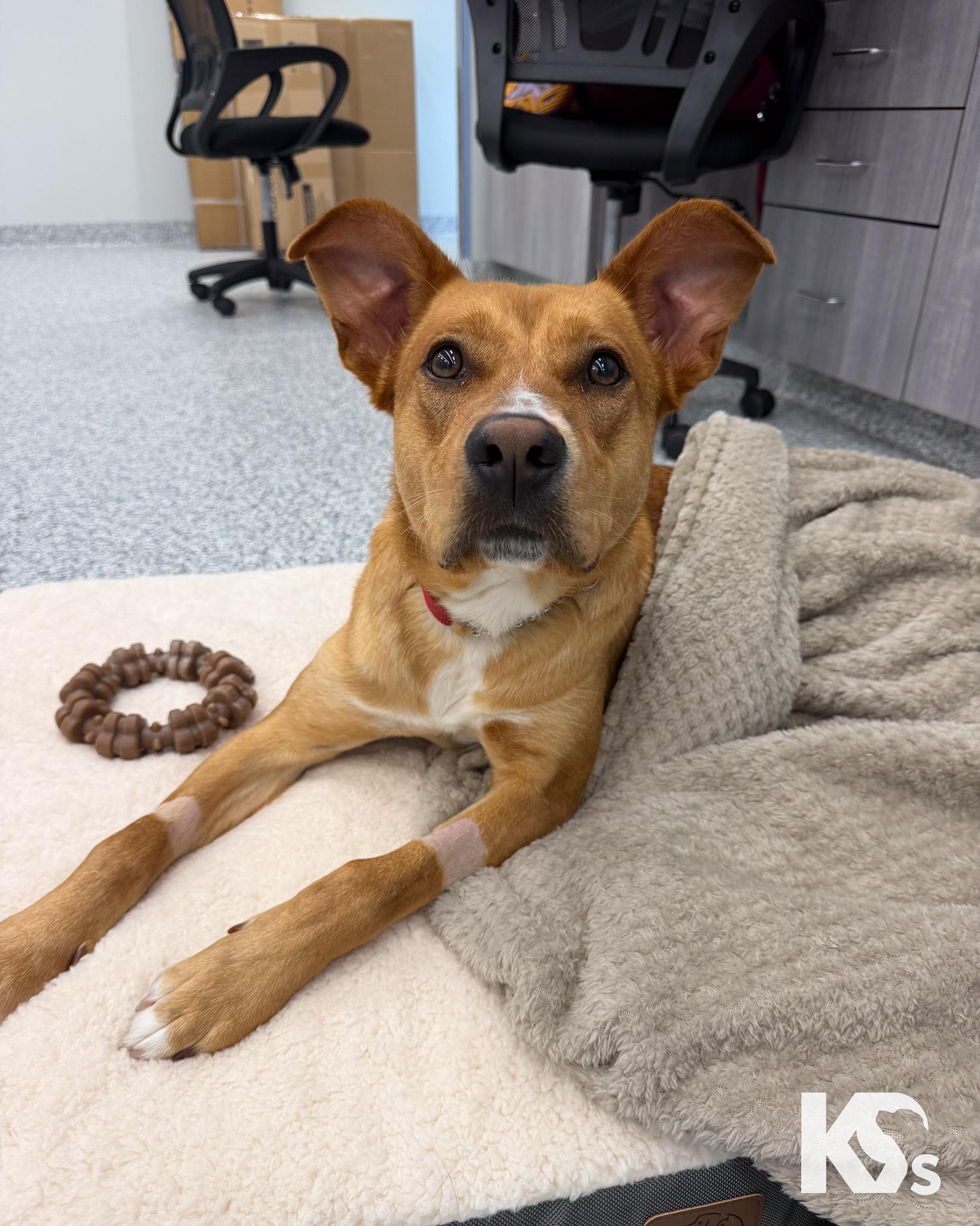 Tessie, an adopted mixed breed in Ponte Vedra, FL image 3/5