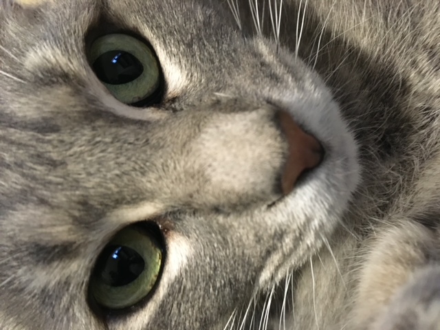 Enlarge Moma, a Adoptable Tabby in Lodi, CA image 2/6