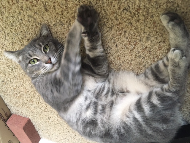 Enlarge Moma, a Adoptable Tabby in Lodi, CA image 6/6