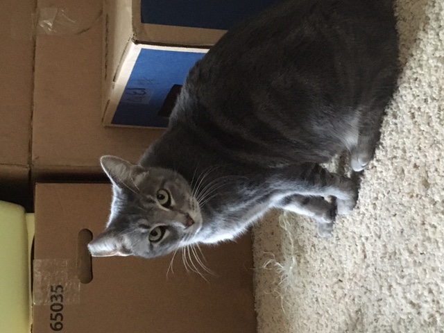 Enlarge Moma, a Adoptable Tabby in Lodi, CA image 3/6