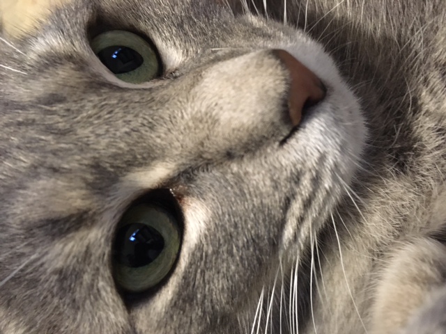 Moma, Adoptable, Adult Female Tabby.