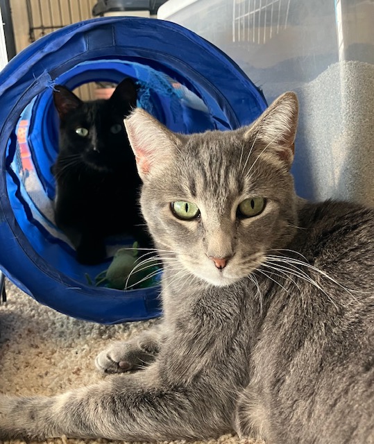 Moma, Adoptable, Adult Female Tabby.