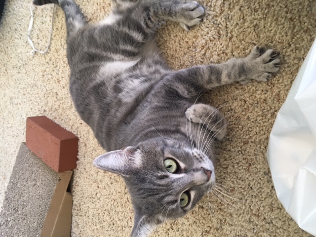 Enlarge Moma, a Adoptable Tabby in Lodi, CA image 5/6