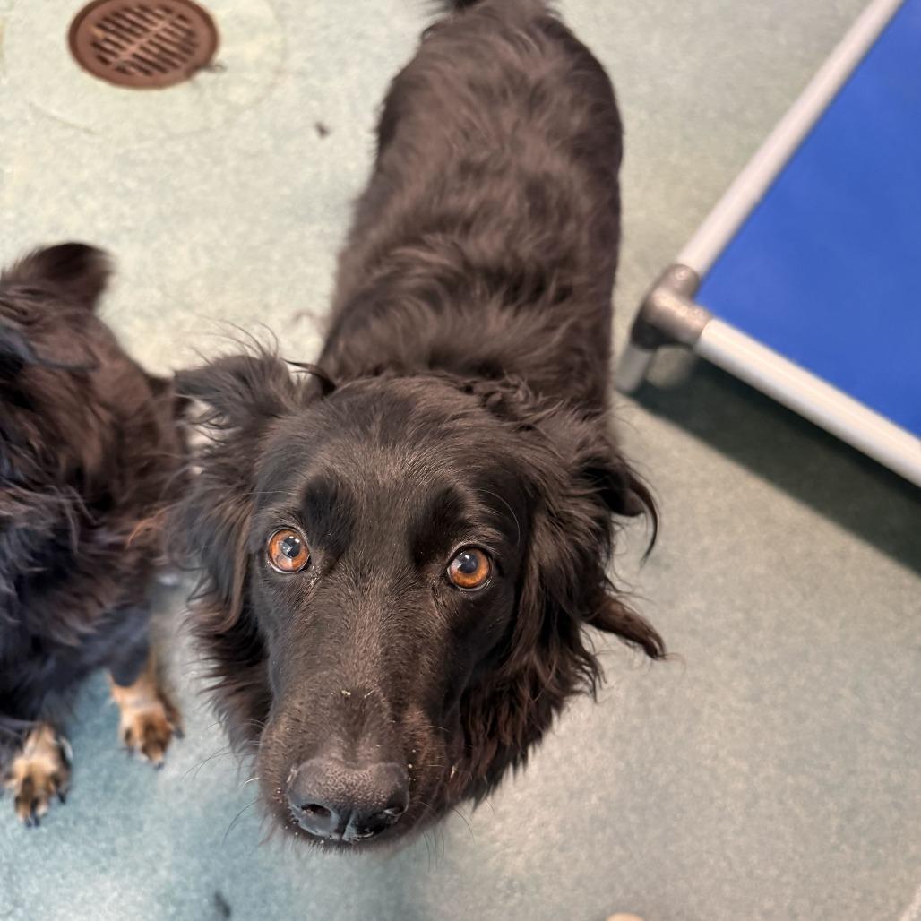 Dolly, Adoptable, Adult Female Border Collie.