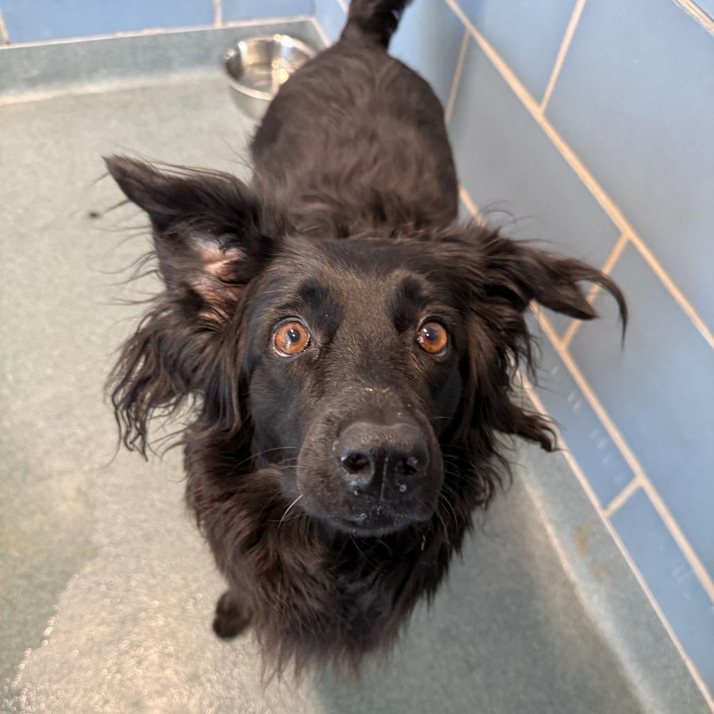 Enlarge Dolly, a Adoptable Border Collie in Brooklyn, NY image 2/3