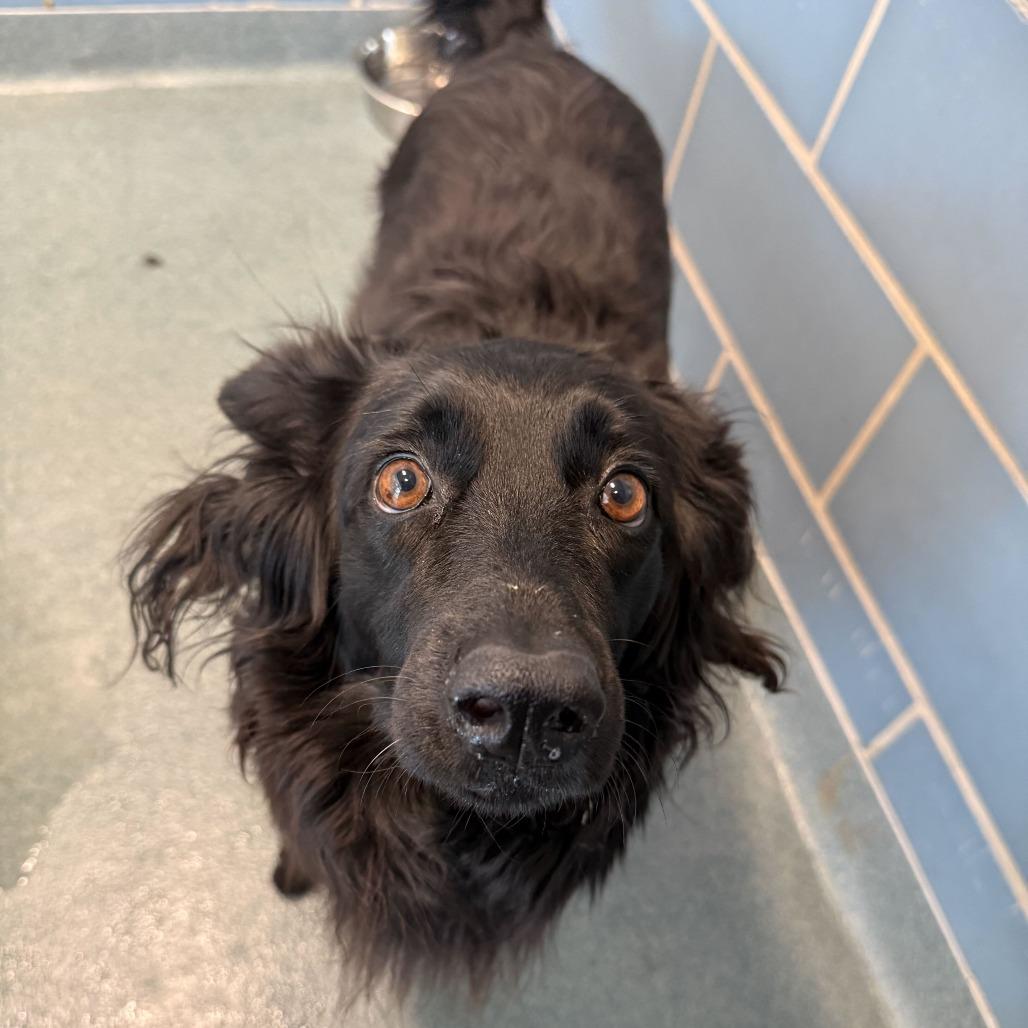 Enlarge Dolly, a Adoptable Border Collie in Brooklyn, NY image 3/3
