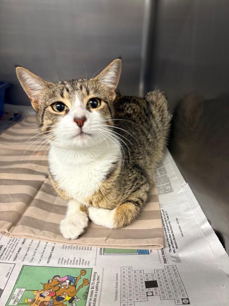 Lily Beth, Adopted, Young Female Domestic Short Hair.