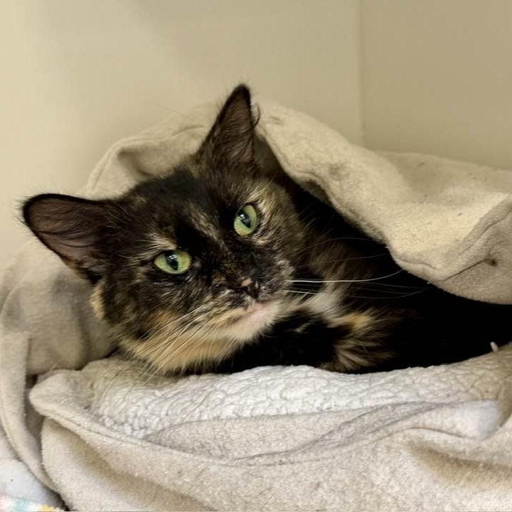 Enlarge Alora, a Adoptable mixed breed in Columbia, IL image 1/5