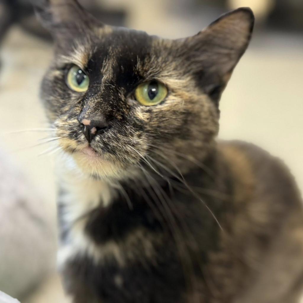 Enlarge Alora, a Adoptable mixed breed in Columbia, IL image 2/5