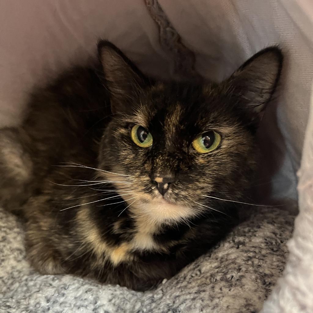 Enlarge Alora, a Adoptable mixed breed in Columbia, IL image 3/5