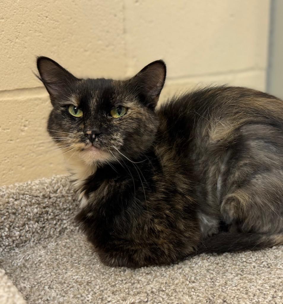 Enlarge Alora, a Adoptable mixed breed in Columbia, IL image 4/5