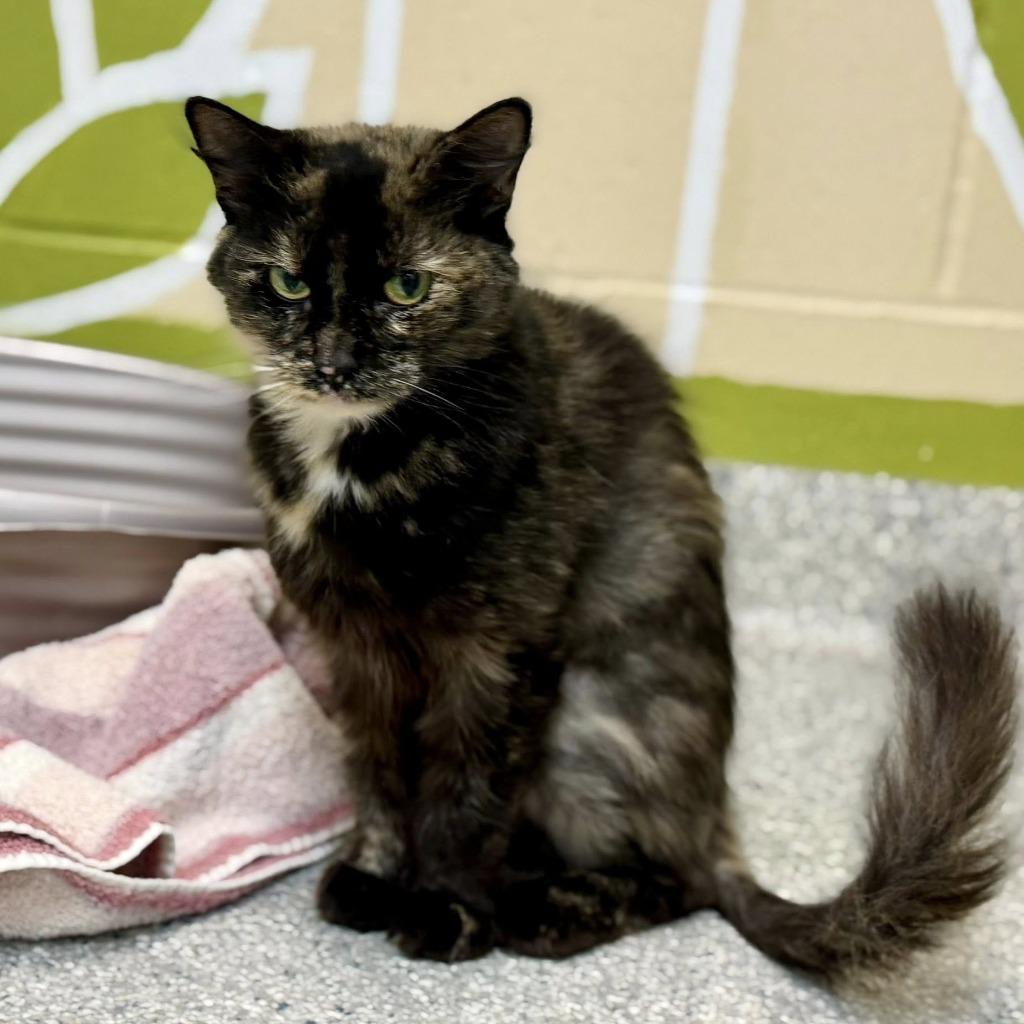 Enlarge Alora, a Adoptable mixed breed in Columbia, IL image 5/5