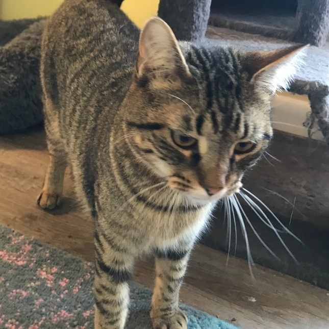 Maverick, a Adoptable Tabby in Hopkinsville, KY image 1/6