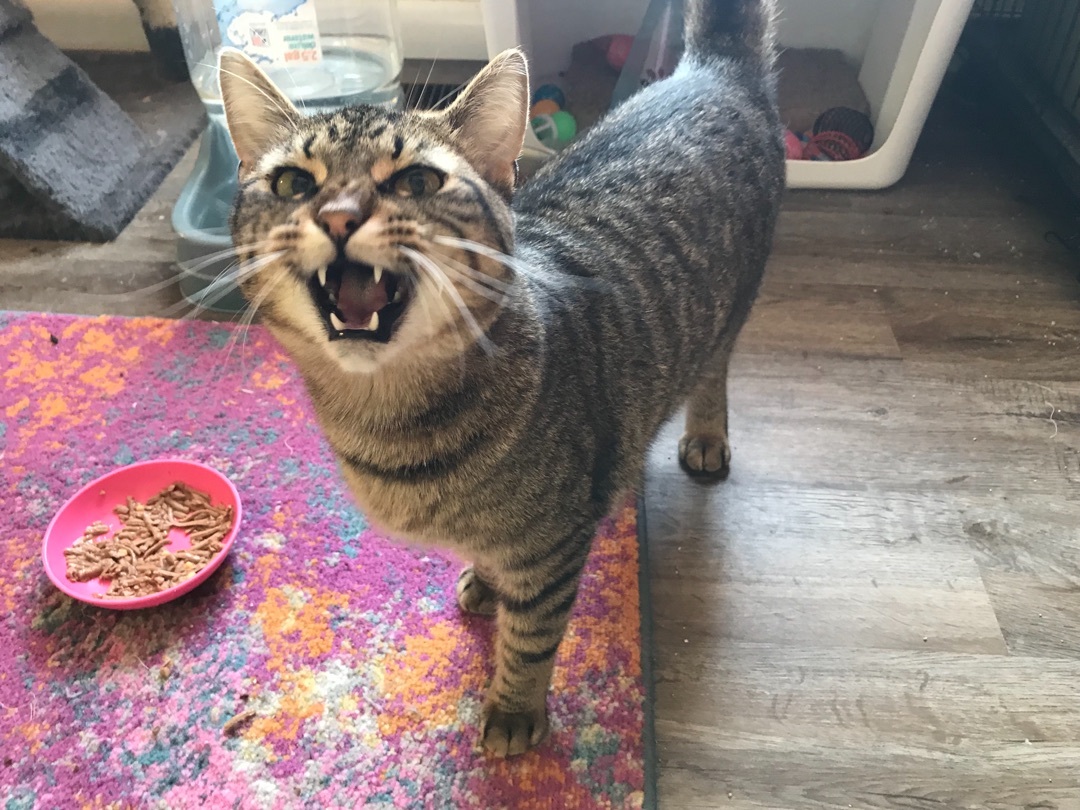 Maverick, a Adoptable Tabby in Hopkinsville, KY image 2/6