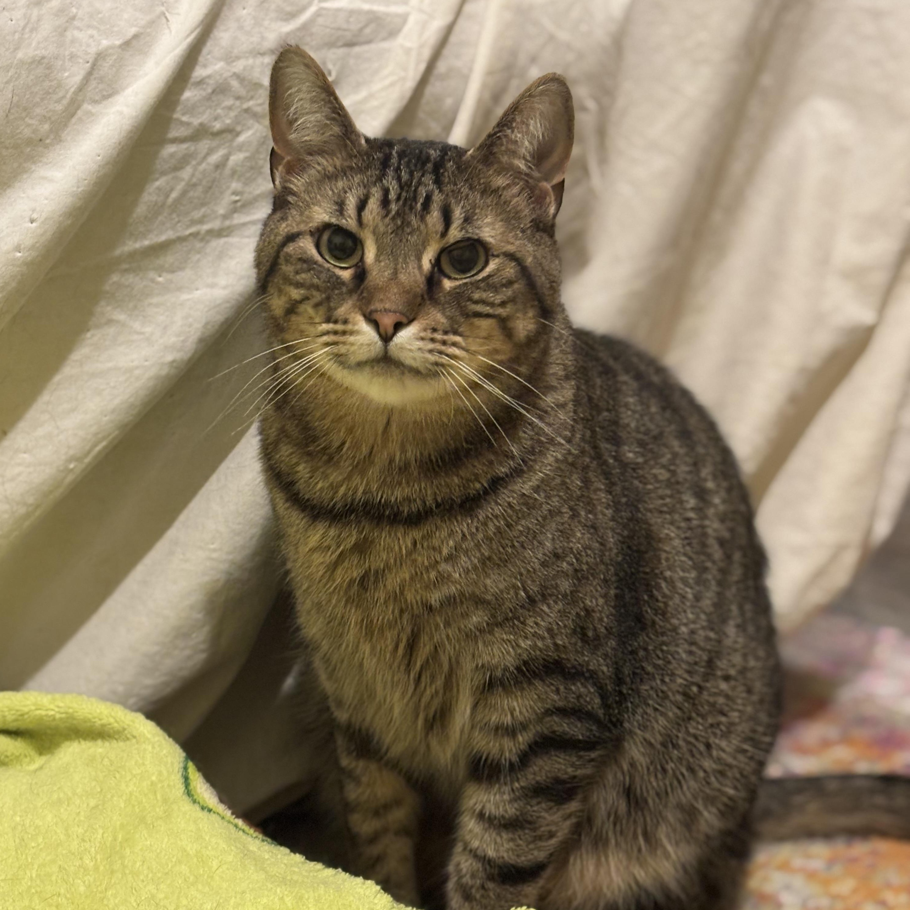 Maverick, Adoptable, Adult Male Tabby.