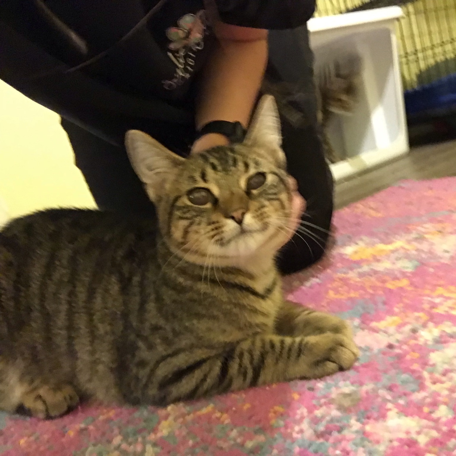 Maverick, a Adoptable Tabby in Hopkinsville, KY image 3/6