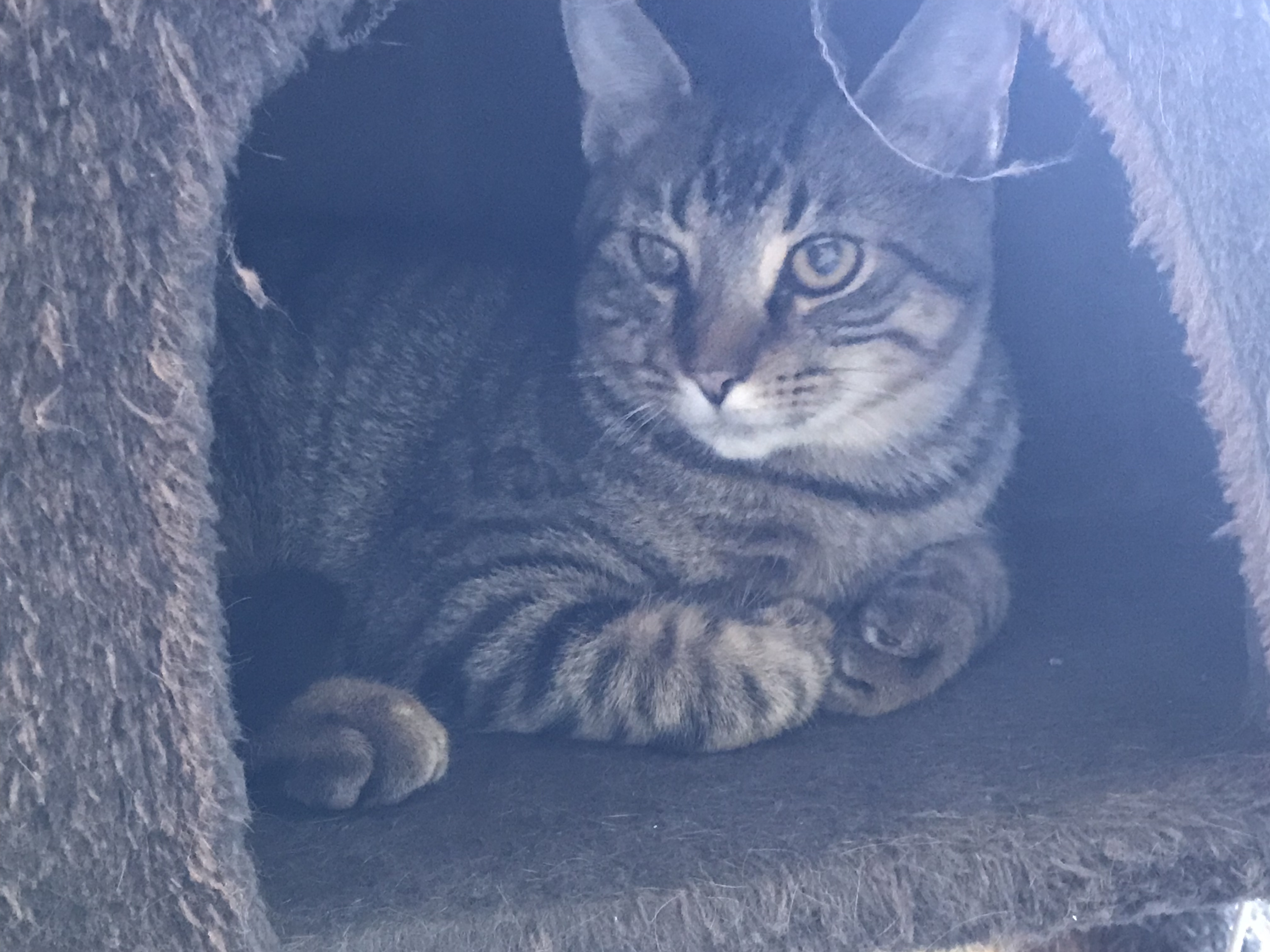 Maverick, a Adoptable Tabby in Hopkinsville, KY image 4/6