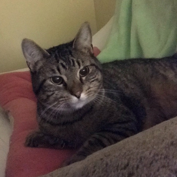 Maverick, a Adoptable Tabby in Hopkinsville, KY image 5/6