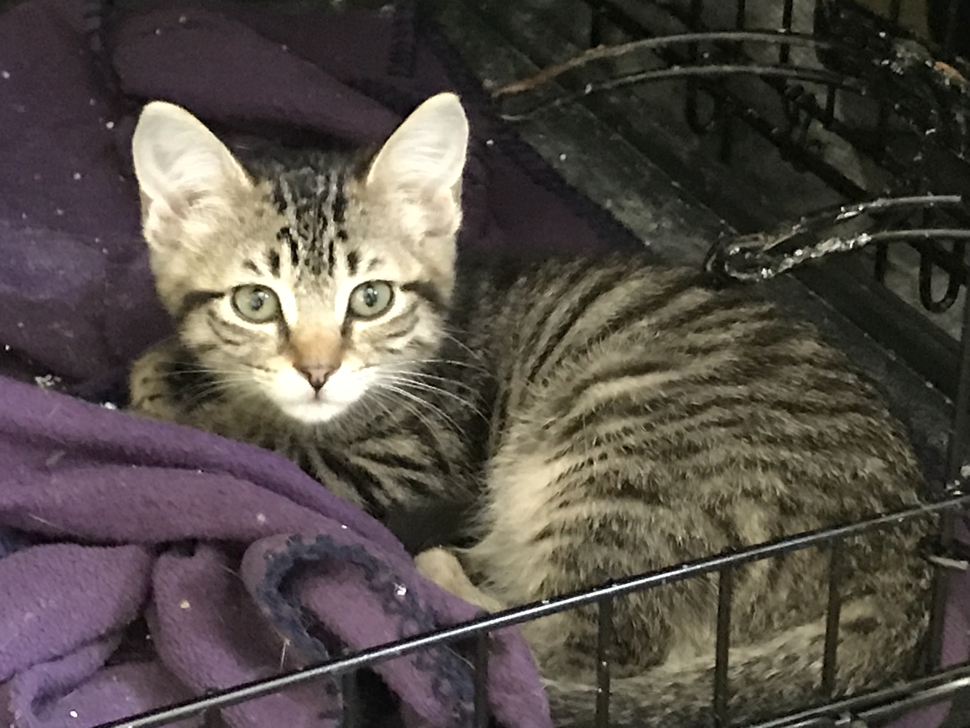 Maverick, a Adoptable Tabby in Hopkinsville, KY image 6/6