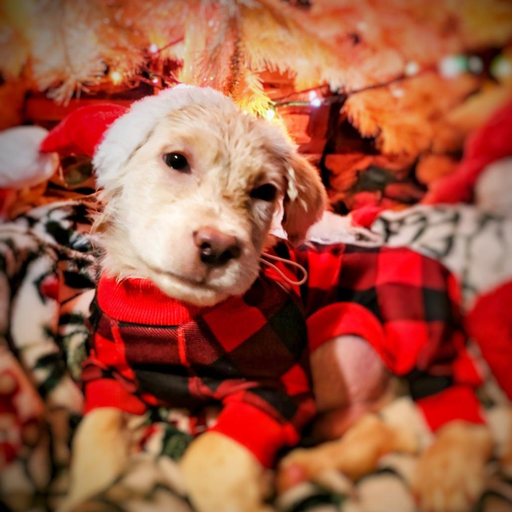 Charlie — thumbnail 3