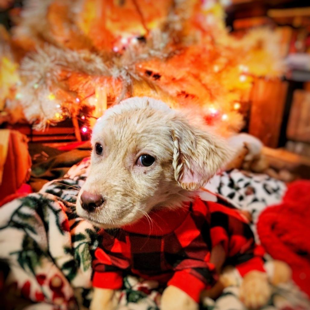 Charlie — thumbnail 4