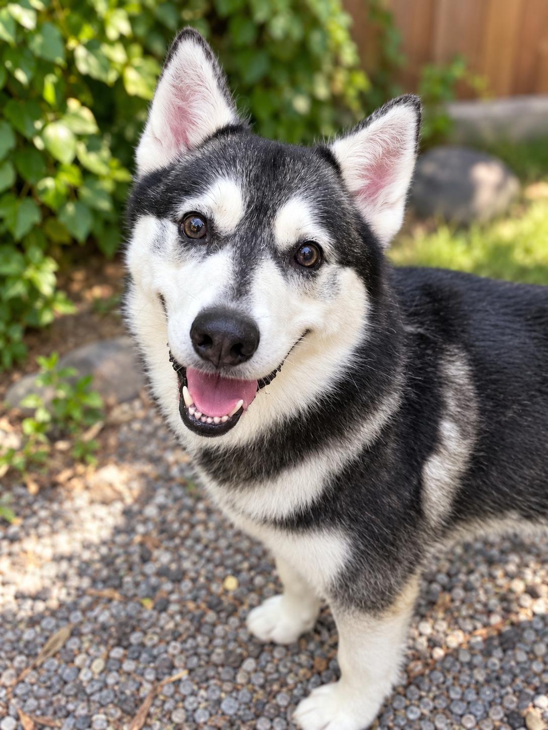 Austin, Adoptable, Adult Male Siberian Husky.