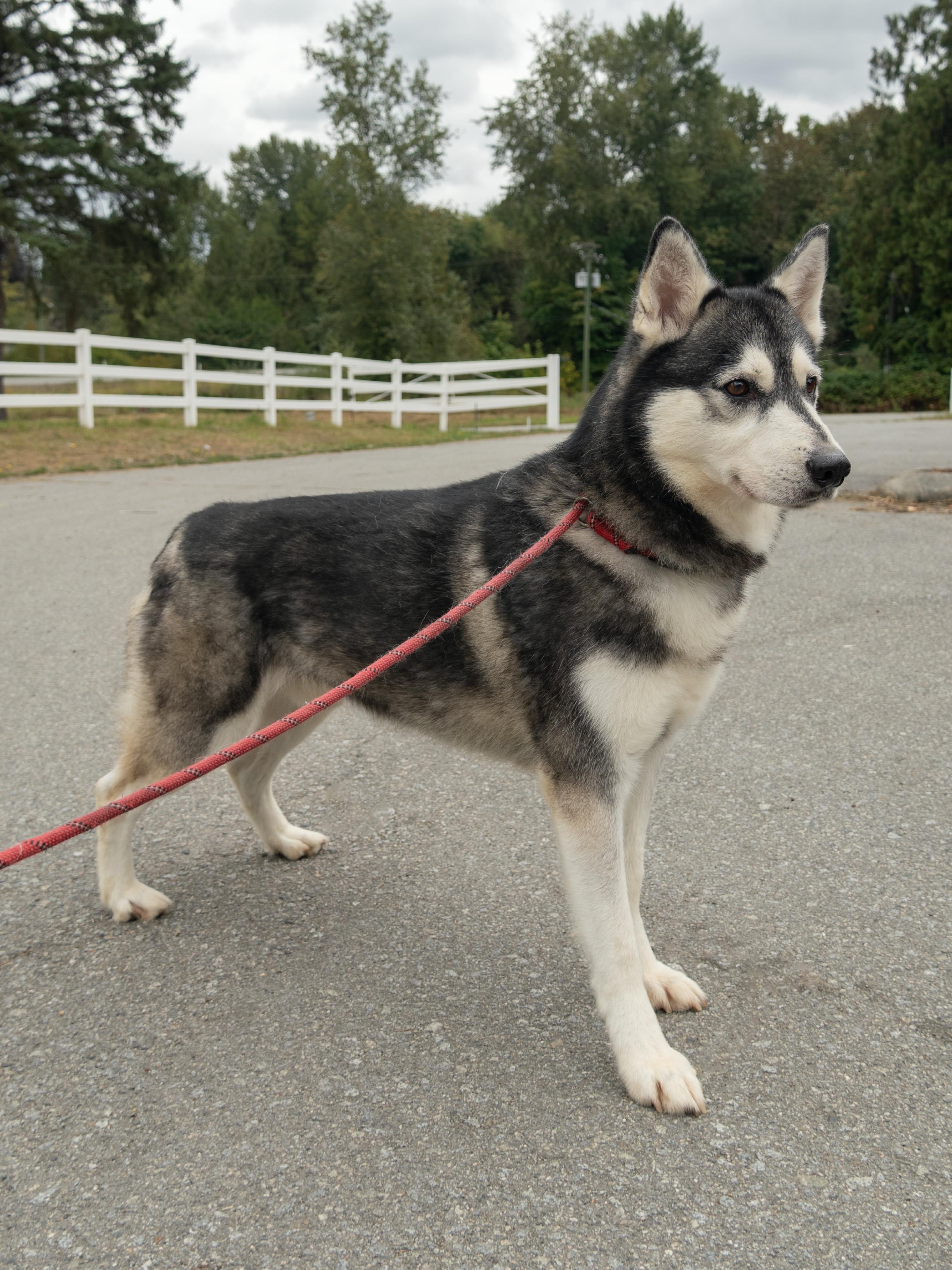 Enlarge Austin, a Adoptable Siberian Husky in Burnaby, BC image 3/3