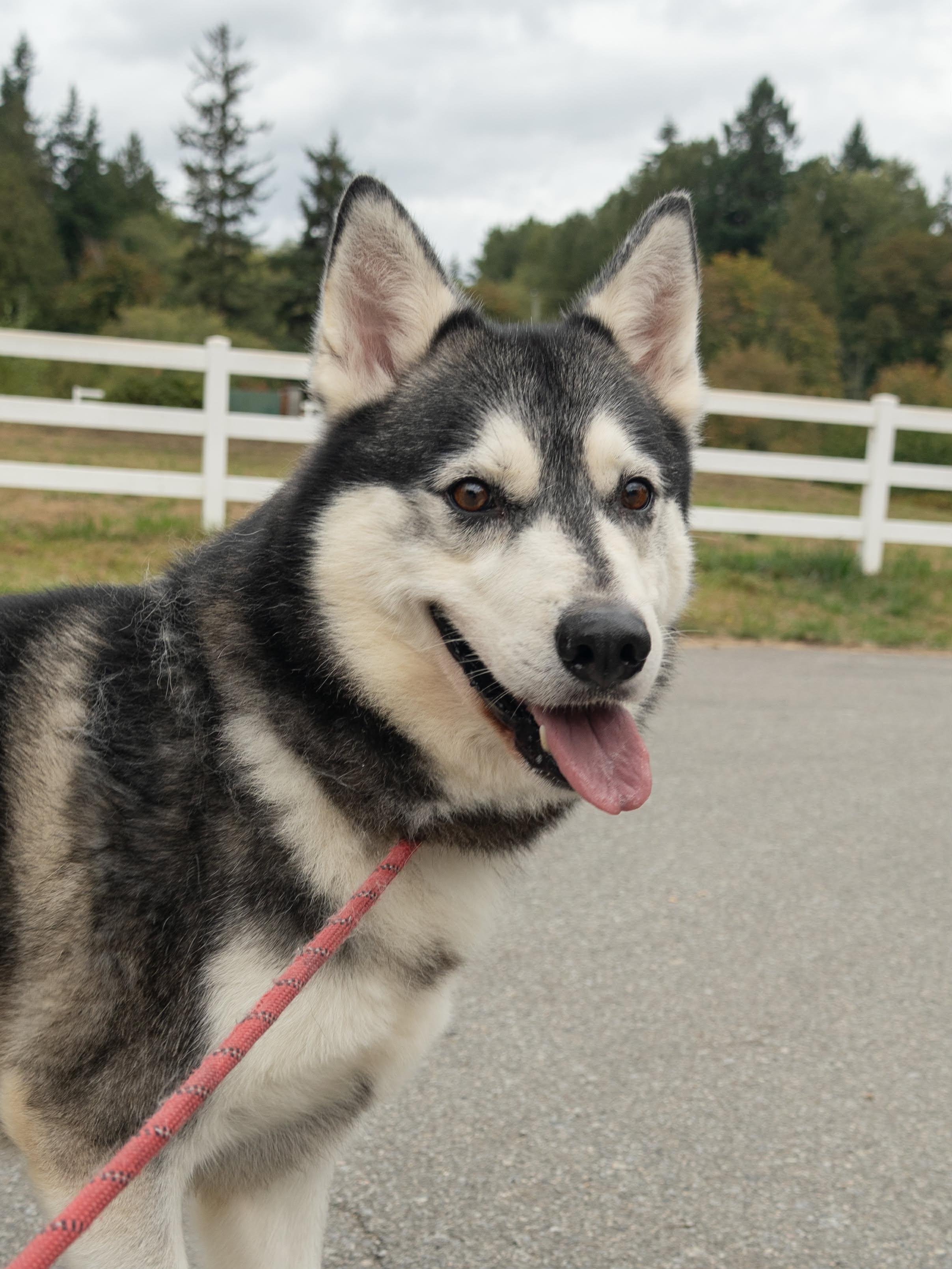Enlarge Austin, a Adoptable Siberian Husky in Burnaby, BC image 2/3