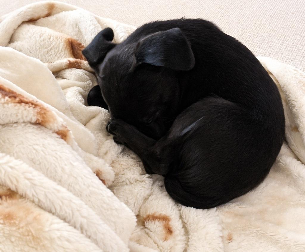 Enlarge Jinu, an adopted mixed breed in Kennewick, WA image 2/3