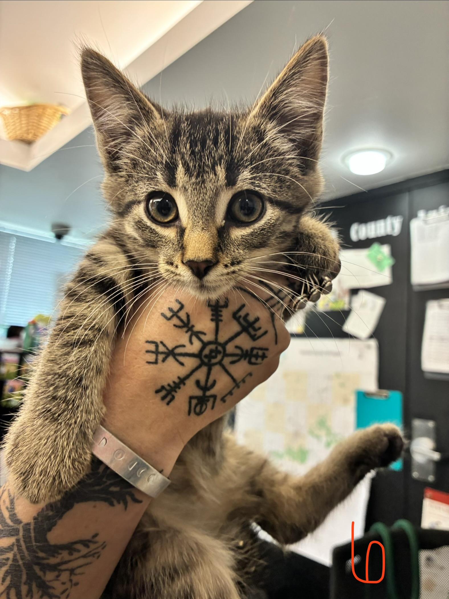 Elliott, ADOPTABLE, Kitten Male Domestic Short Hair.