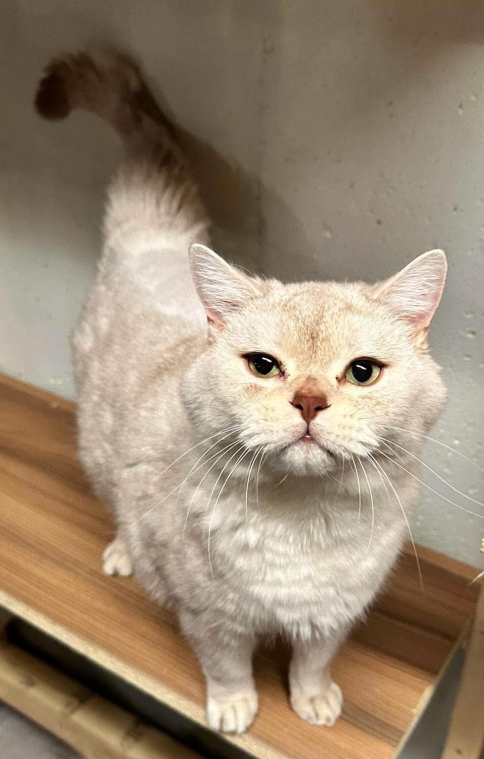 Enlarge Shadow & Smush, a ADOPTABLE British Shorthair in Attleboro, MA image 6/6