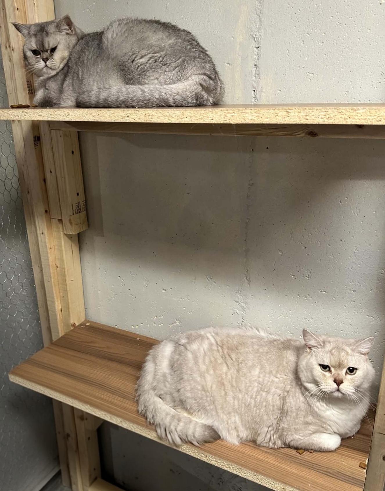 Shadow & Smush, ADOPTABLE, Adult Male British Shorthair.