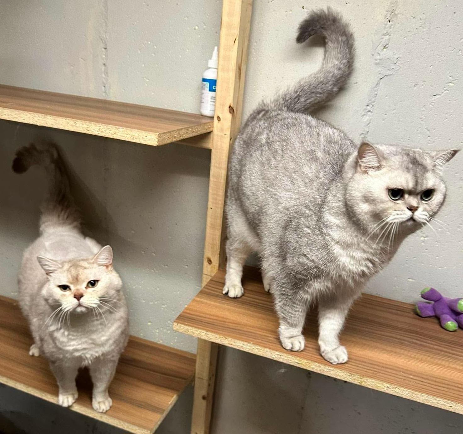 Enlarge Shadow & Smush, a ADOPTABLE British Shorthair in Attleboro, MA image 4/6