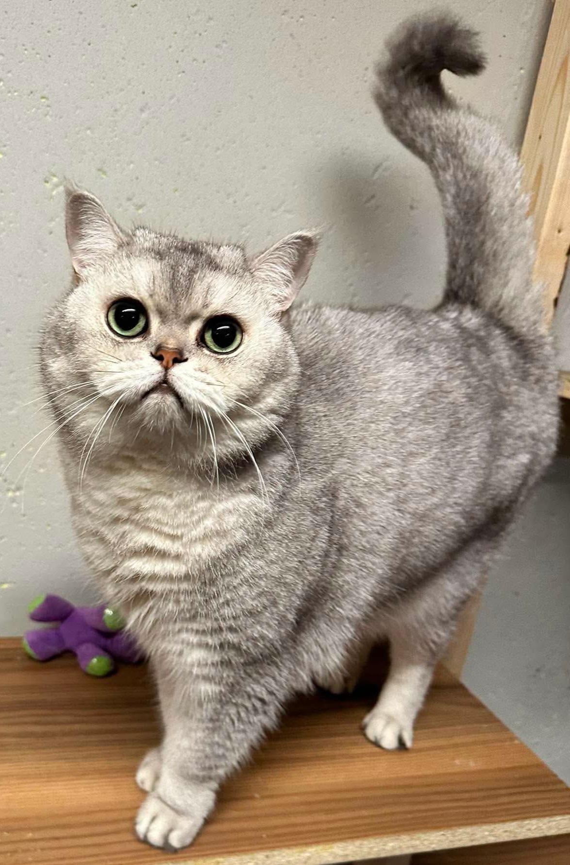 Enlarge Shadow & Smush, a ADOPTABLE British Shorthair in Attleboro, MA image 5/6