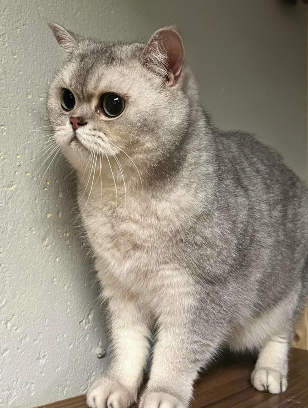 Enlarge Shadow & Smush, a ADOPTABLE British Shorthair in Attleboro, MA image 2/6