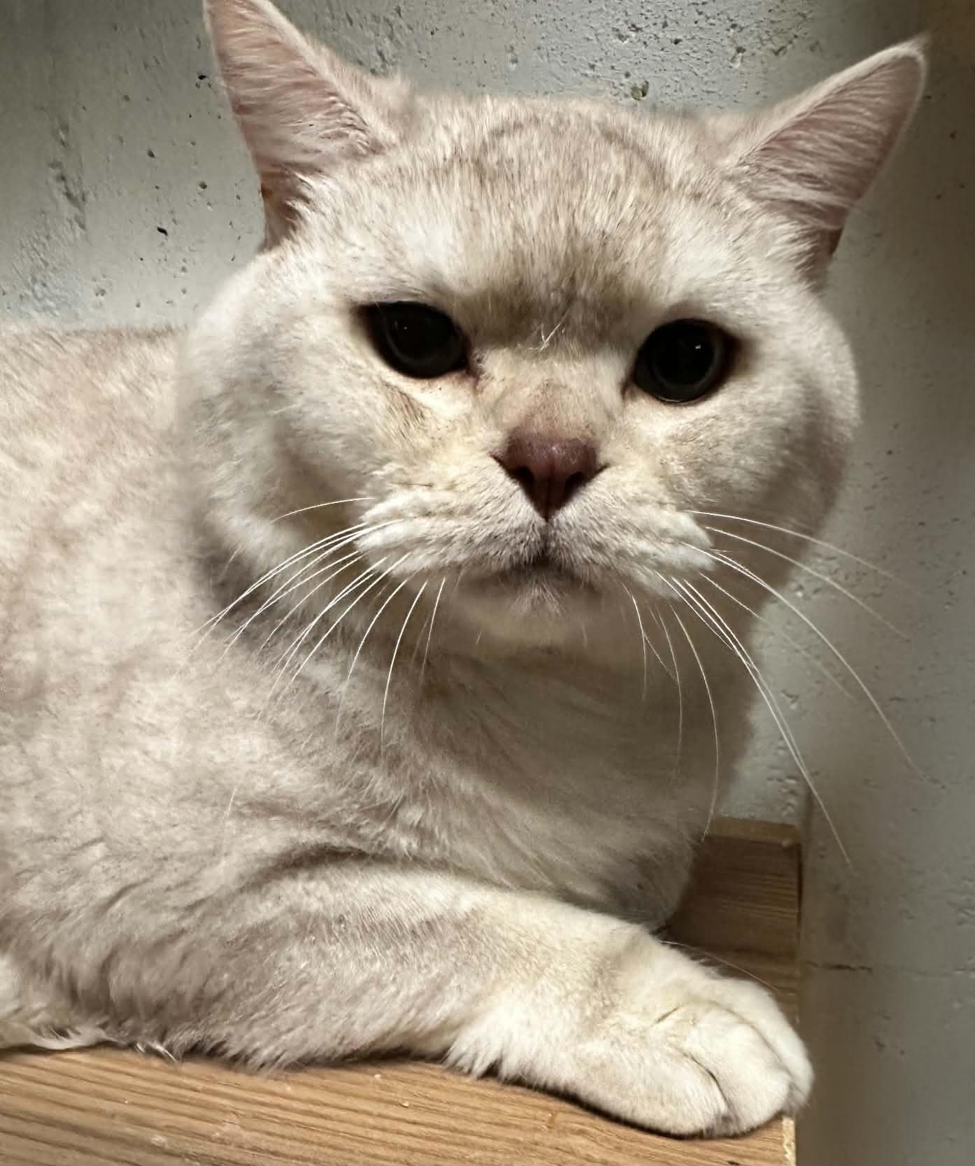 Enlarge Shadow & Smush, a ADOPTABLE British Shorthair in Attleboro, MA image 3/6
