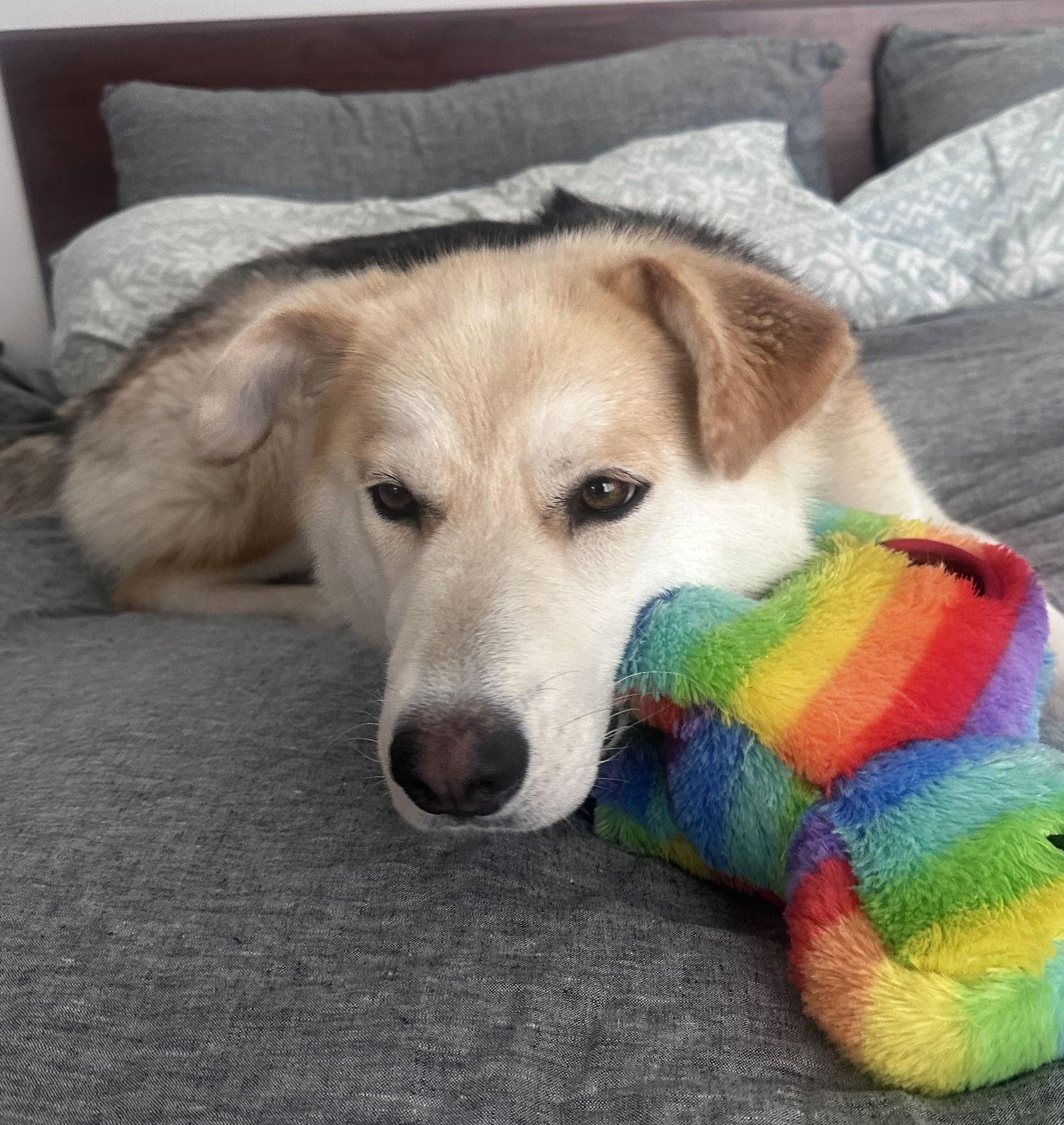 JD, a Adoptable Husky in Seattle, WA image 1/3